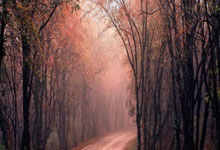 申京：不觉得狄龙该吃两个T 我猜他就是想为明天的比赛休息一下.